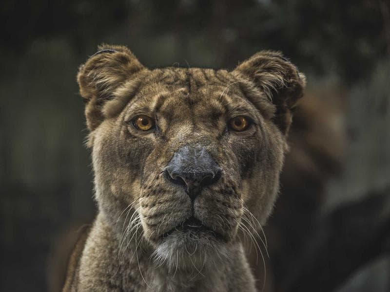 Denizli Merkezefendi 3000 m² Daire — 180 m²