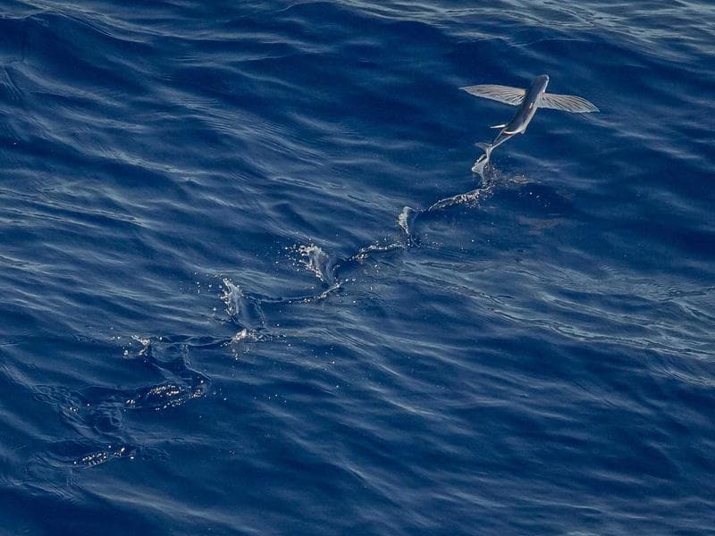 Dyson V15 Detect Absolute Saç Kurutucu — Garantili